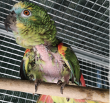 Perché il mio pappagallo si strappa la piume?
